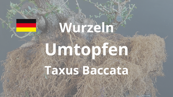 Book - Umtopfen - Taxus Baccata